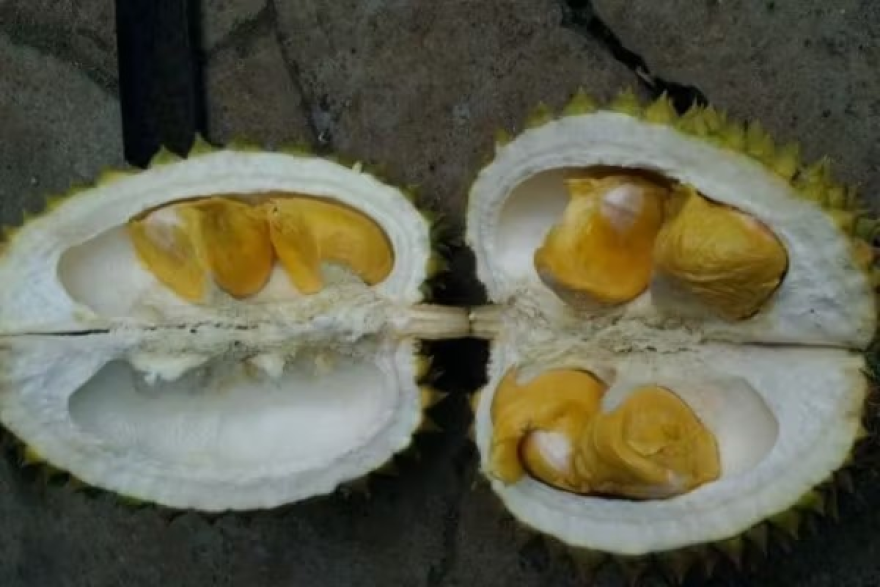 Durian Kunyit, Si Kuning Manis Yang Langka